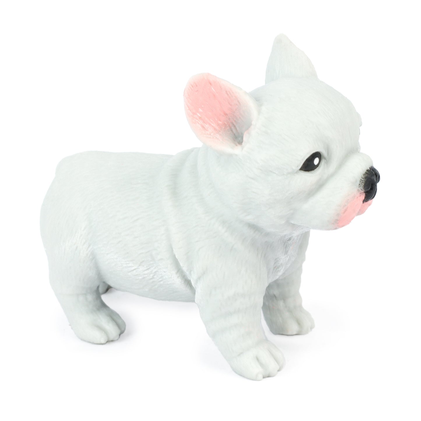 Cute Squidgy French Bulldog